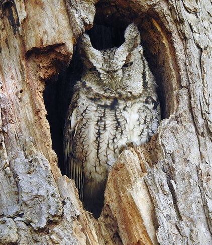 Screech Owl Ottawa, ON