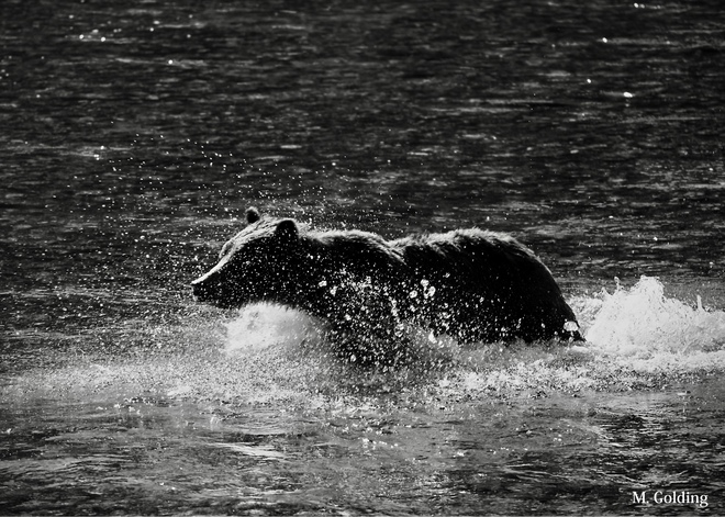 GRIZZLY CHASING SALMON Bute Inlet, Comox-Strathcona J, BC