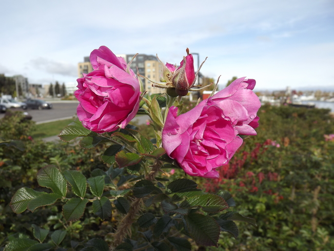 A ROSE IS A ROSE Marina Park Overpass, Thunder Bay, ON P7B, Canada