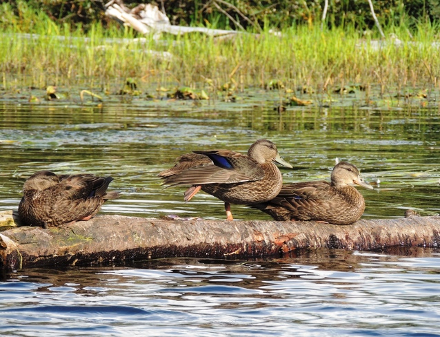 canards au repos Lac-Frontière, QC