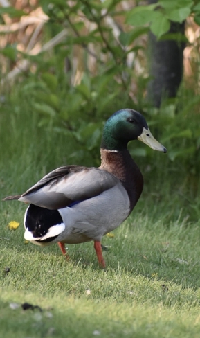Duck Edmonton, Alberta, CA