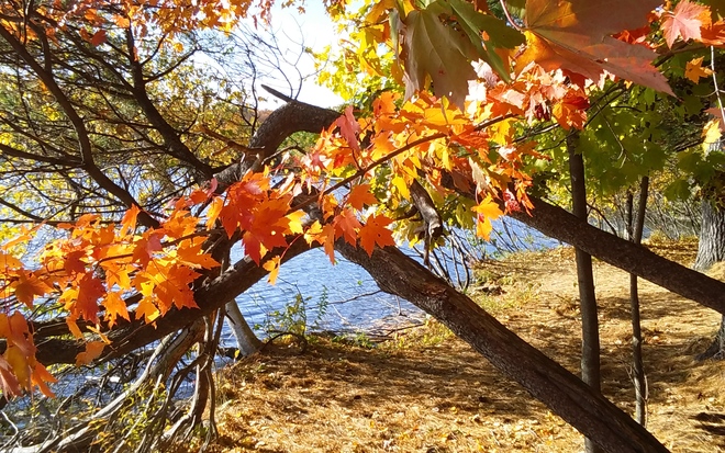 Les couleurs de l'automne Parc national du Mont-Saint-Bruno, Rang des Vingt Cinq Est, Saint-Bruno-de-Montarville, QC