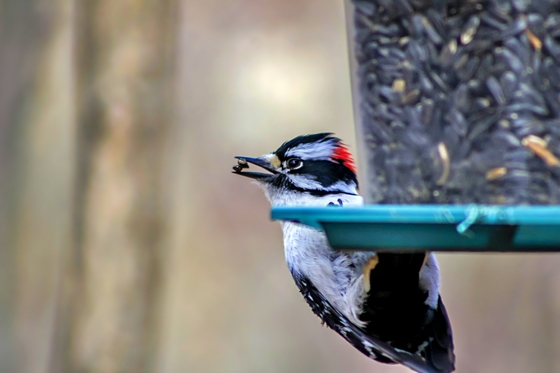 Woodpecker Getting Food