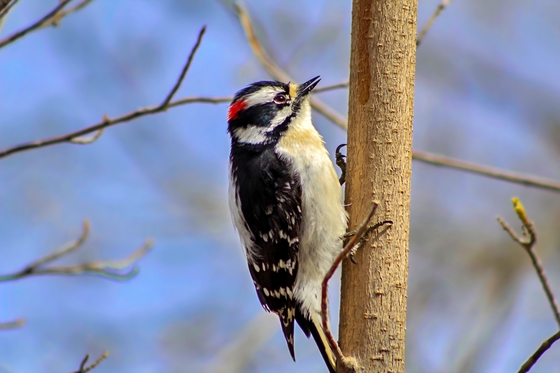 Woodpecker On A Tree