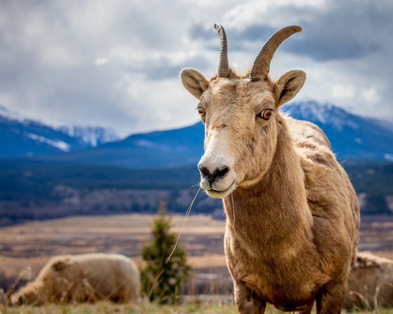 Curious Bighorn Sheep