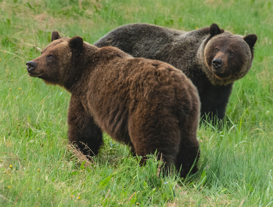 Boar And Sow Grizzly Bears 4