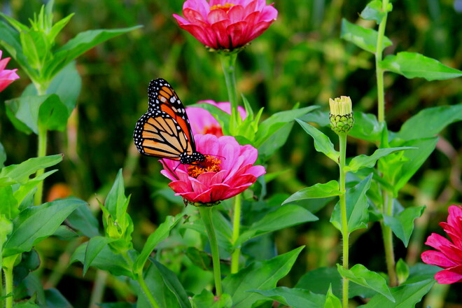 monarch butterfly n0n 1a0