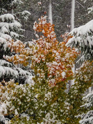 Early Fall Snow 2