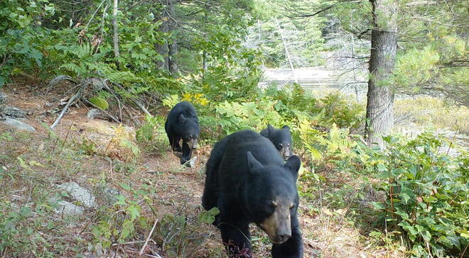 Black Bear & Cubs Seguin, ON