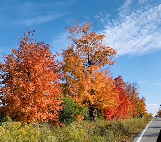 Awesome Fall Colors! Brampton, Ontario, CA
