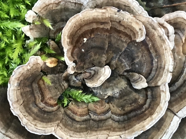 Mushroom bloom Sault Ste. Marie, Ontario, CA