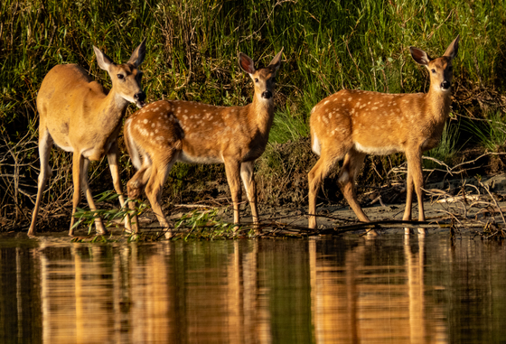 Whitetail Deer Family 1