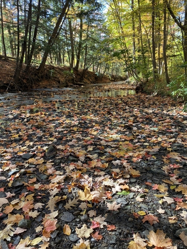 Falling Leaves Mississauga, Ontario, CA