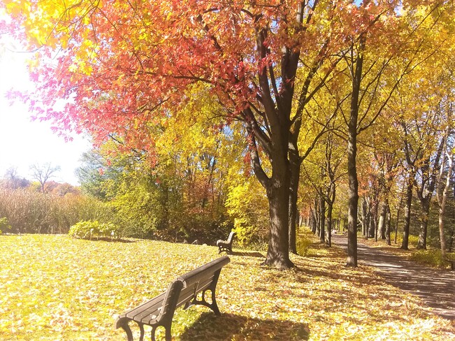 Dernier tableau d'automne Jardin botanique de Montréal, Rue Sherbrooke Est, Montréal, QC