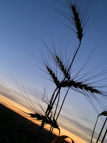 Wheat Melfort, Saskatchewan, CA