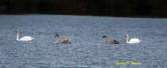 Mute Swan family South Stormont, ON
