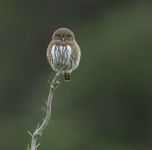 Northern Pygmy Owl glare 