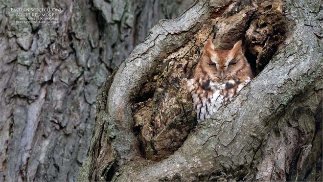 Eastern Screech Owl - Adult red morph. Burlington