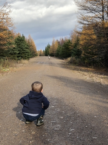 Jesse meets baby caribou â¤ï¸ Pasadena, Newfoundland and Labrador, CA
