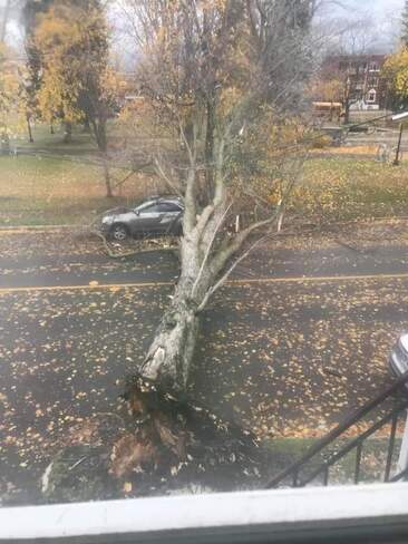 arbre tomber Trois-Rivières, QC