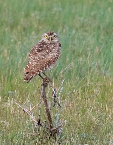Burrowing owl and common Night Hawk Toronto Division, ON, Canada