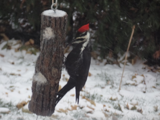 Pileated Woodpecker Marchmont, ON