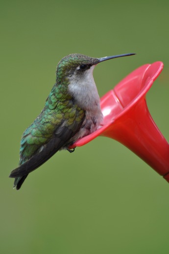 Female hummingbird