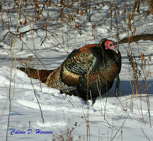 Wild Turkey South Stormont, ON