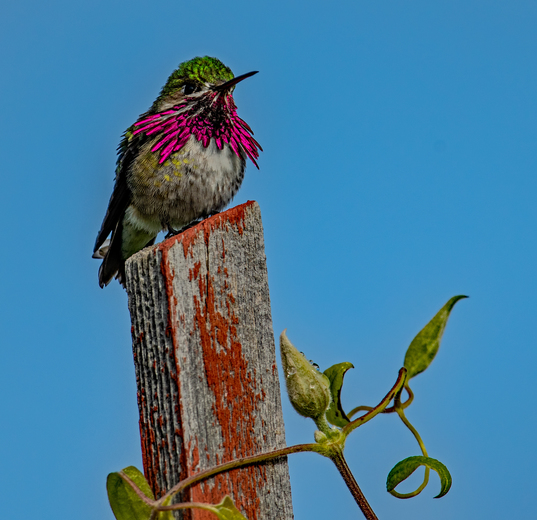 Male Calliope Hummingbird Displaying 2
