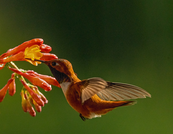 Male Rufous Hummingbird Feeding 1