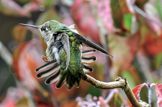 Arobics - Hummingbird style