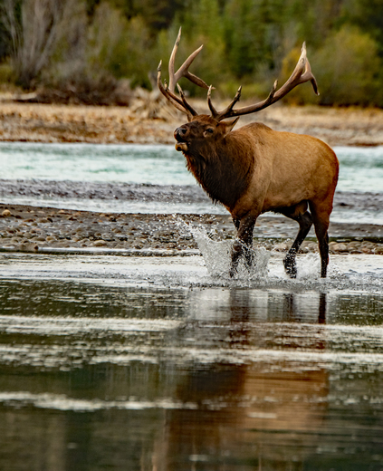 Bull Elk Bugling 22