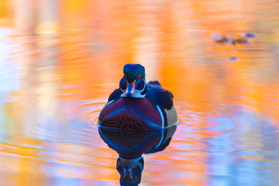 Wood duck with fall color reflection