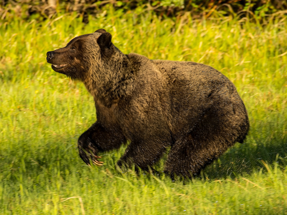 Grizzly Bear Running 1