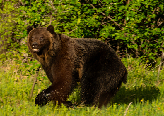 Grizzly Bear Running 5