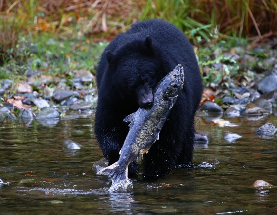 Black Bear catching Wild Salmon