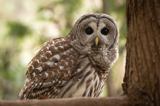 Surprised Owl