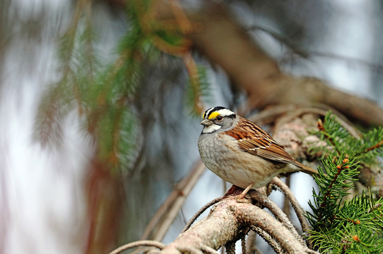 White Throated Sparrow In Spruce Tree