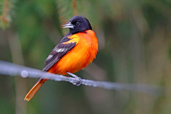 Baltimore Oriole On The Line
