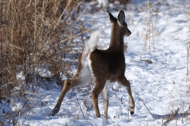Oh deer part 2 Windsor, Ontario, CA