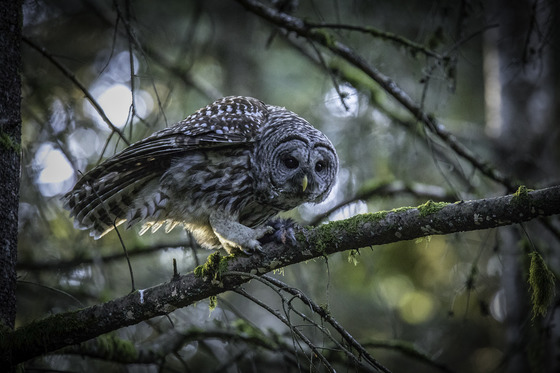 A Barred Owl with It's Prey