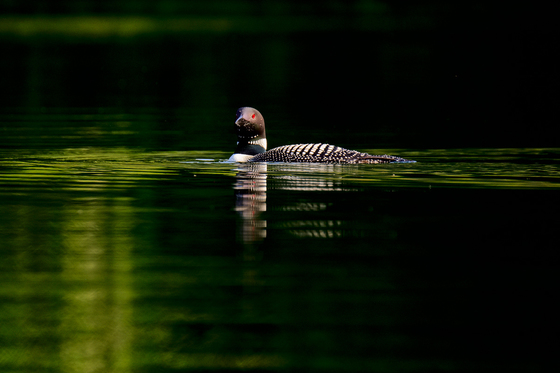 Loon in the morning light