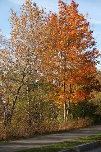 Fall Bluffer's Park Marina, Brimley Road South, Scarborough, ON