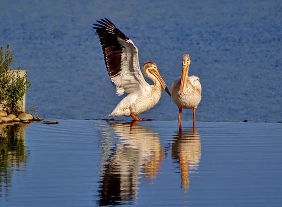 Pelicans On The Water
