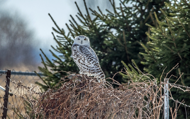 Female Snowy Owl Ottawa, ON
