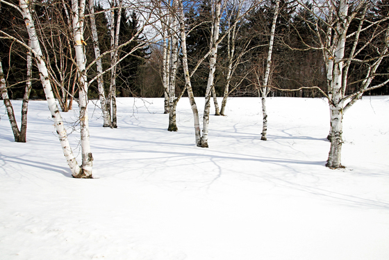 Birches In The Snow