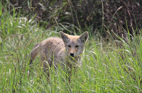 Coyote peers through the grass