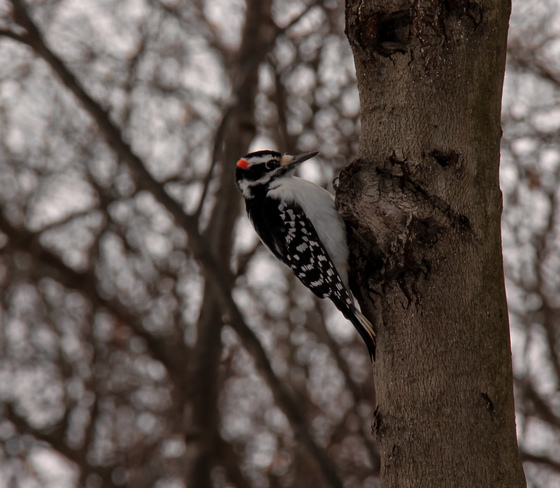 Hairy woodpecker in search for food