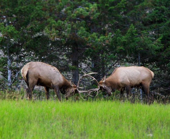 Two bull elk fight for dominance
