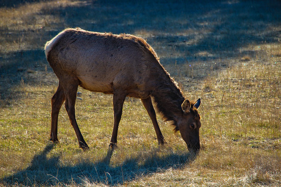 Elk grazes in the morning sun